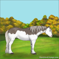 Horse Color:Silver Black Splash 