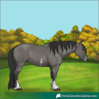 Horse Color:Grullo Sabino Rabicano 