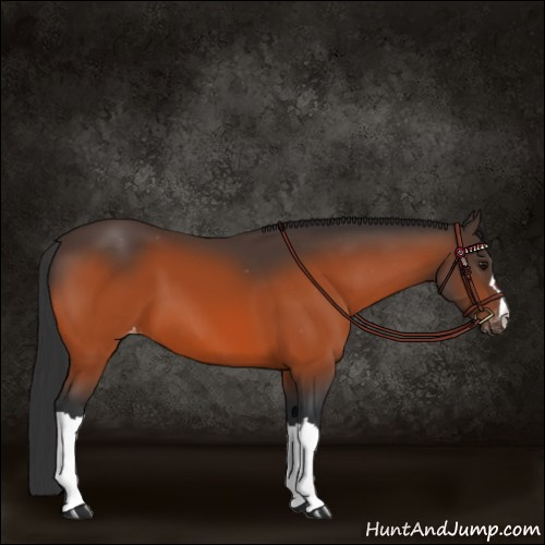 Horse Color:Bay Appaloosa 
