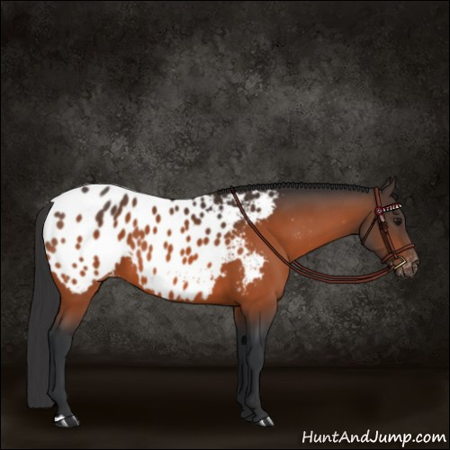 Horse Color:Bay Appaloosa 