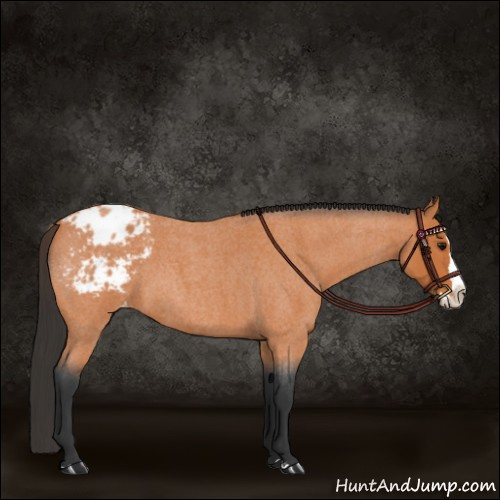 Horse Color:Bay Roan Splash Appaloosa