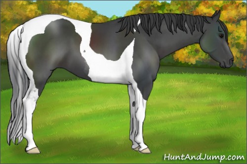 Horse Color:Black Tobiano 