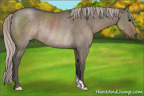 Horse Color:Silver Grullo Rabicano 
