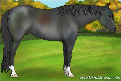 Horse Color:Black 
