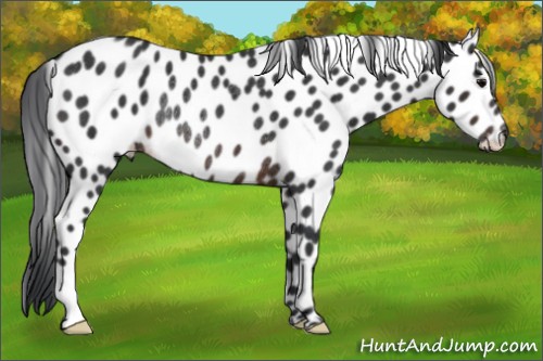 Horse Color:Brown Appaloosa Rabicano 