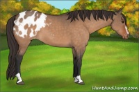 Horse Color:Brown Dun Sabino Appaloosa