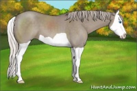 Horse Color:Silver Grullo Splash