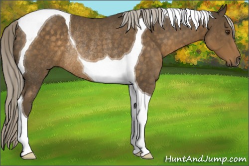 Horse Color:Chocolate Palomino Tobiano Rabicano 