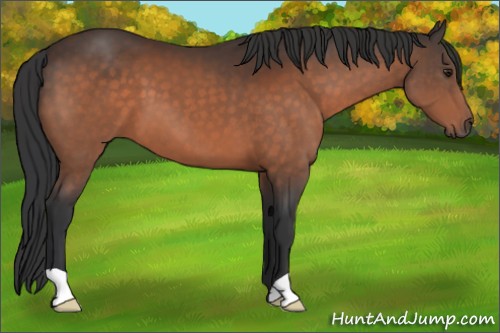 Horse Color:Brown 