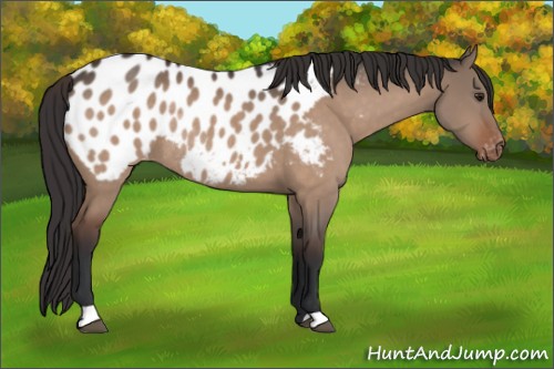 Horse Color:Brown Dun Appaloosa Rabicano 