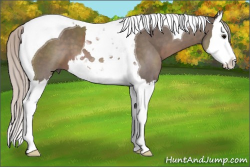 Horse Color:Silver Black Sabino Splash Tobiano 