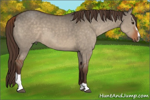 Horse Color:Liver Red Dun Sabino 