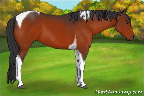 Horse Color:Brown Tobiano 