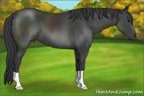 Horse Color:Black 