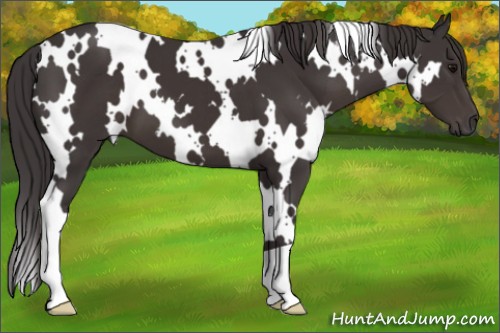 Horse Color:White Spotted Smoky Black 