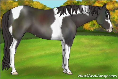 Horse Color:Smoky Black Sabino Tobiano 