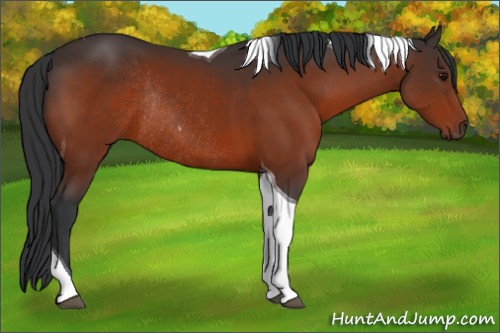 Horse Color:Bay Tobiano Rabicano 