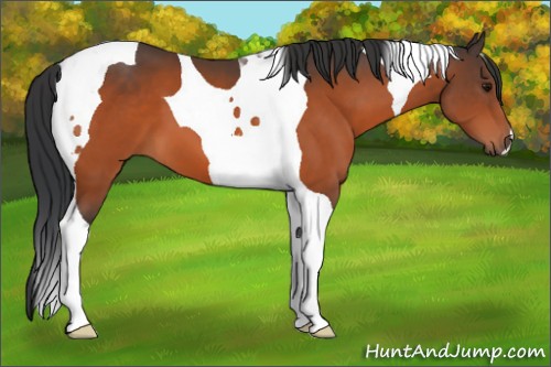 Horse Color:Bay Tobiano 