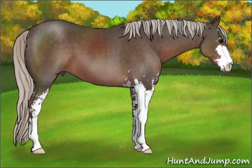 Horse Color:Silver Black Sabino 