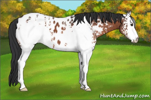Horse Color:White Spotted Brown Appaloosa 