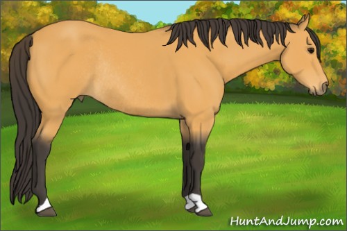 Horse Color:Buckskin Rabicano 
