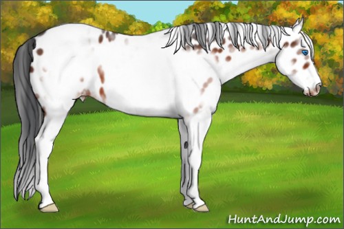 Horse Color:White Spotted Brown Splash Frame Appaloosa 