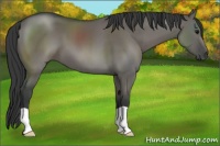 Horse Color:Grullo