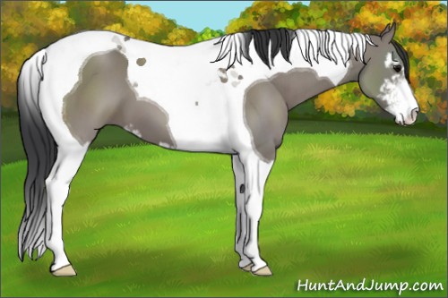 Horse Color:Grullo Sabino Tobiano 
