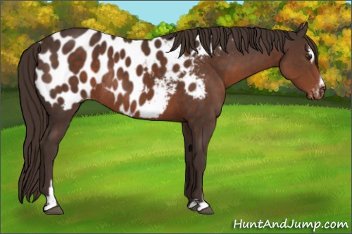 Horse Color:Liver Chestnut Sabino Appaloosa Rabicano 