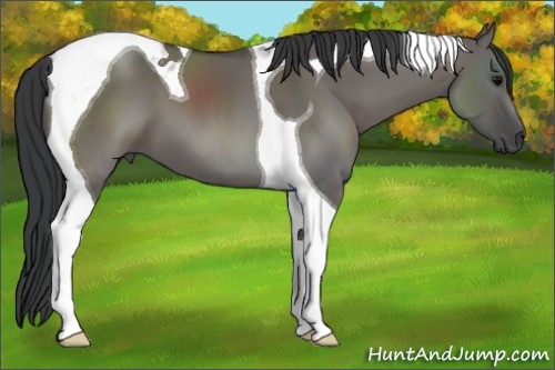 Horse Color:Grullo Tobiano 
