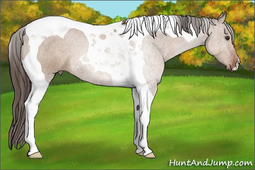 Horse Color:Liver Red Dun Tobiano 
