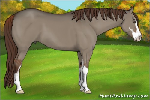 Horse Color:Liver Red Dun Sabino 
