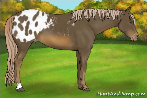 Horse Color:Chocolate Palomino Appaloosa 
