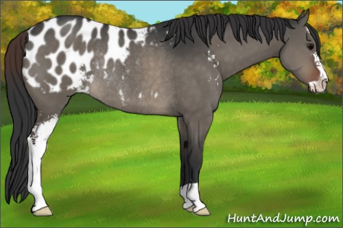 Horse Color:Brown Dun Sabino Appaloosa Rabicano 