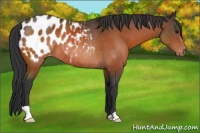 Horse Color:Brown Appaloosa Rabicano