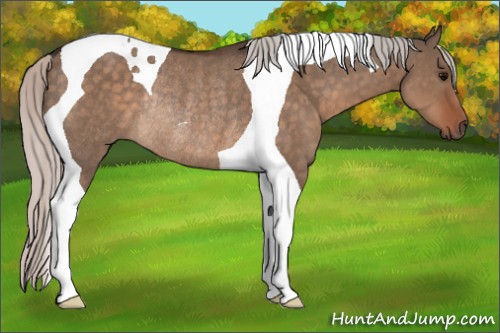 Horse Color:Silver Brown Dun Tobiano Rabicano 