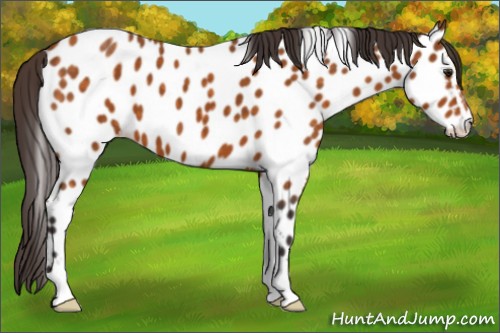 Horse Color:Buckskin Sabino Appaloosa 