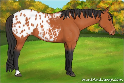 Horse Color:Bay Appaloosa 
