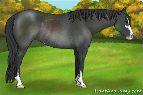 Horse Color:Black Sabino Rabicano 