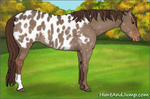 Horse Color:Liver Red Dun Appaloosa 