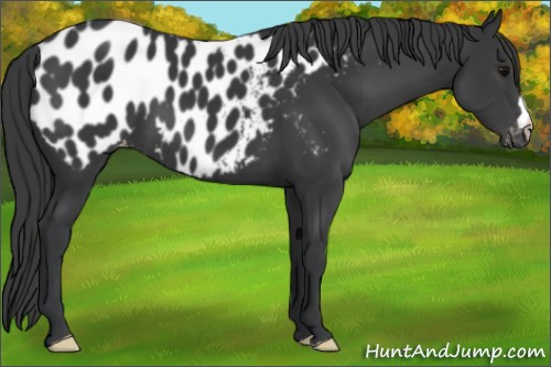 Horse Color:Black Appaloosa 