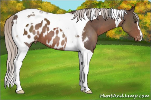 Horse Color:Silver Black Tobiano Appaloosa 