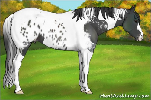 Horse Color:Black Tobiano Appaloosa 