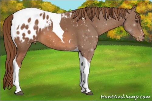 Horse Color:Chestnut Tobiano Appaloosa 