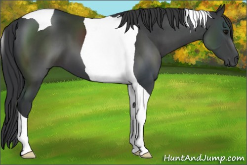 Horse Color:Black Tobiano 
