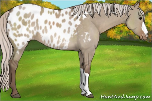Horse Color:Silver Grullo Appaloosa 