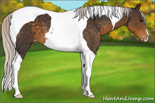 Horse Color:Silver Smoky Black Tobiano Appaloosa 