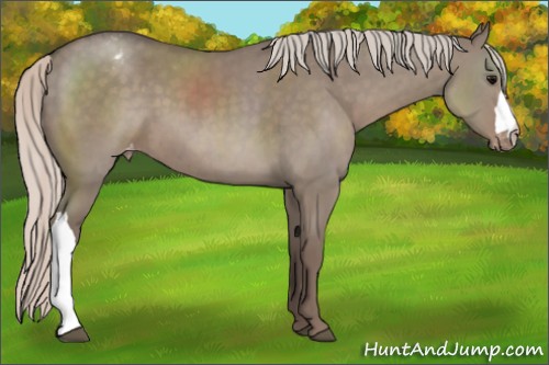 Horse Color:Silver Grullo Appaloosa 