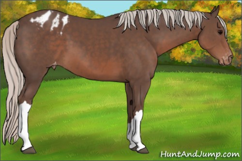 Horse Color:Silver Black Appaloosa 