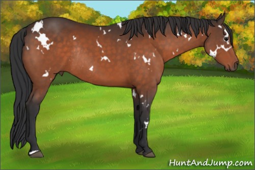 Horse Color:White Spotted Bay Rabicano 